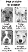 Lucas County Dogs for Adoption: 10-20