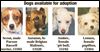 Lucas County Dogs for Adoption: 10-29