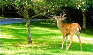 Village to begin deer cull planning