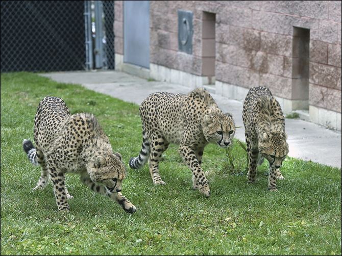 New cheetahs arrive at zoo