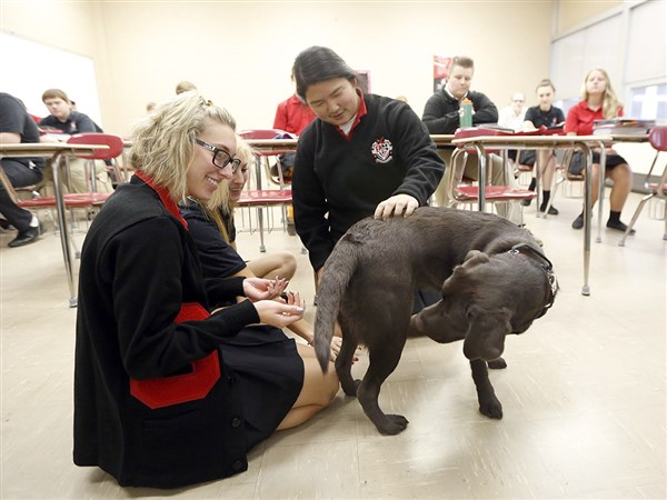Dog serving school as canine comforter The Blade
