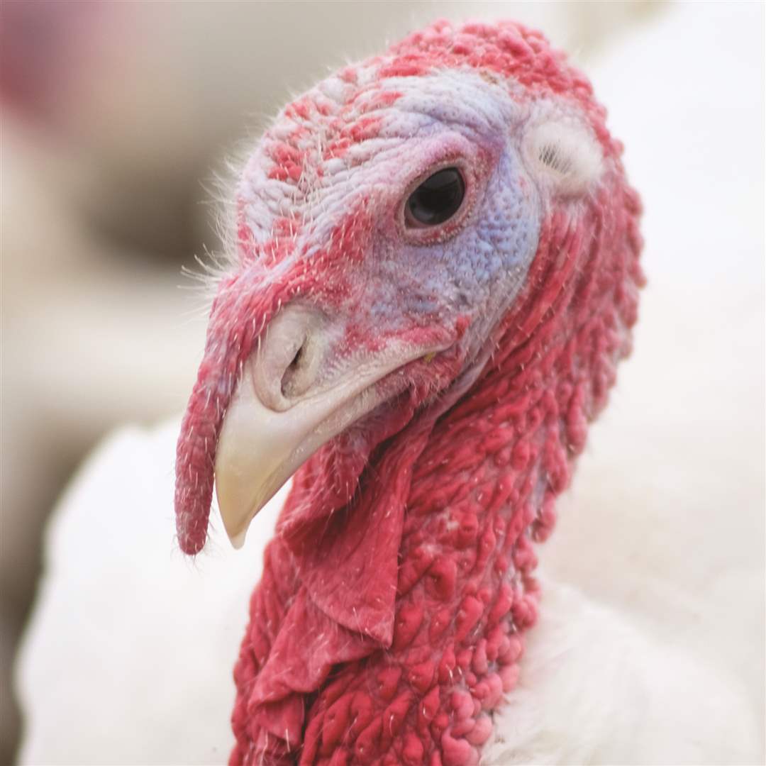 weber-ranch-ohio-turkeys-2