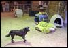 Neighborhood dog gets new chance