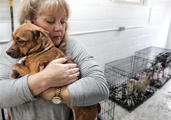 FOCHP Rescue A Lifeline for Abandoned Animals
