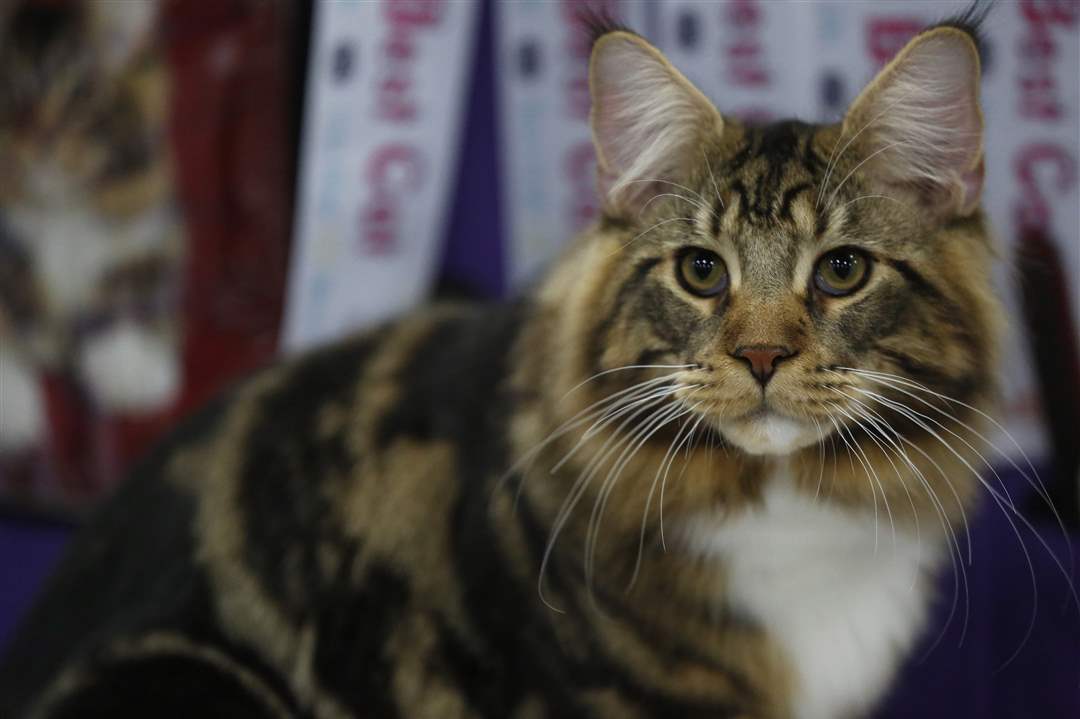 ROV-catshowBreed