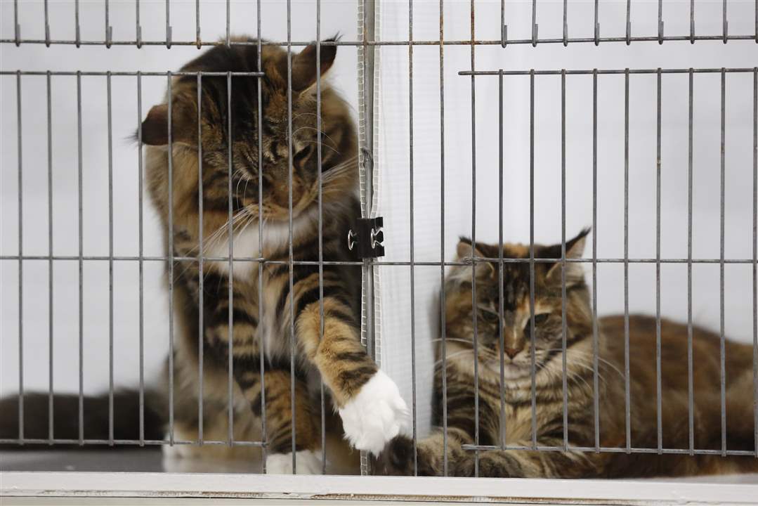 ROV-catshowFujiyama