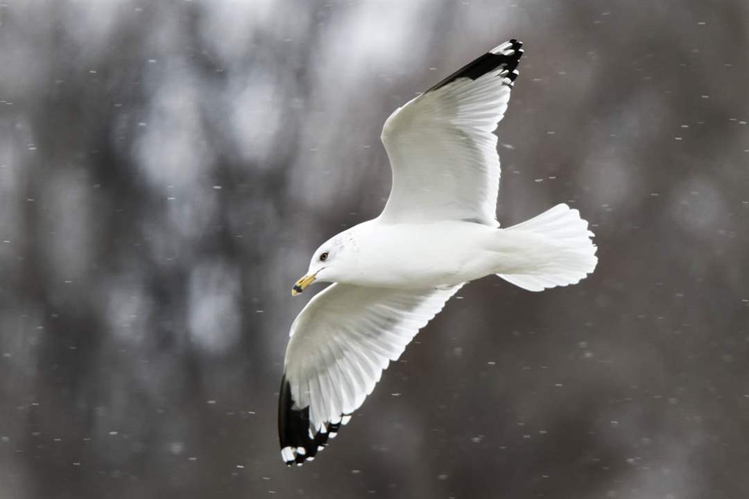 ROV-gullA-ring-billed-gull-soar