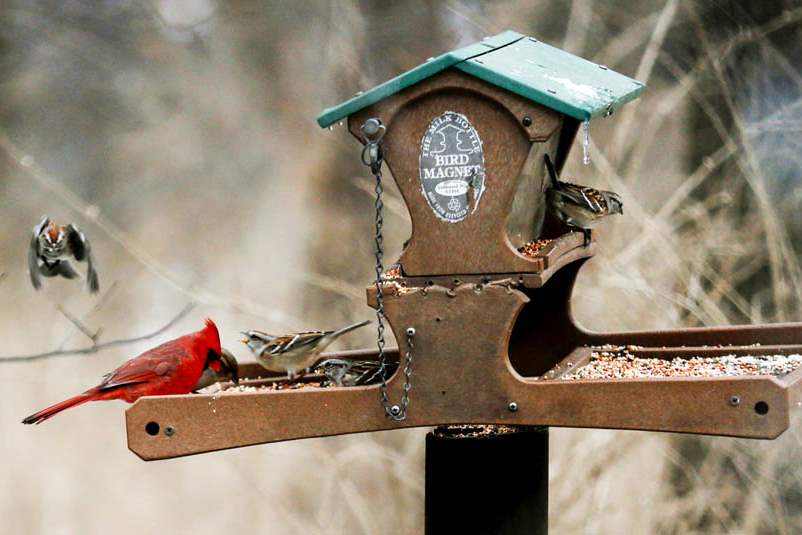 ROV-birdwatching16pBirds-congregat