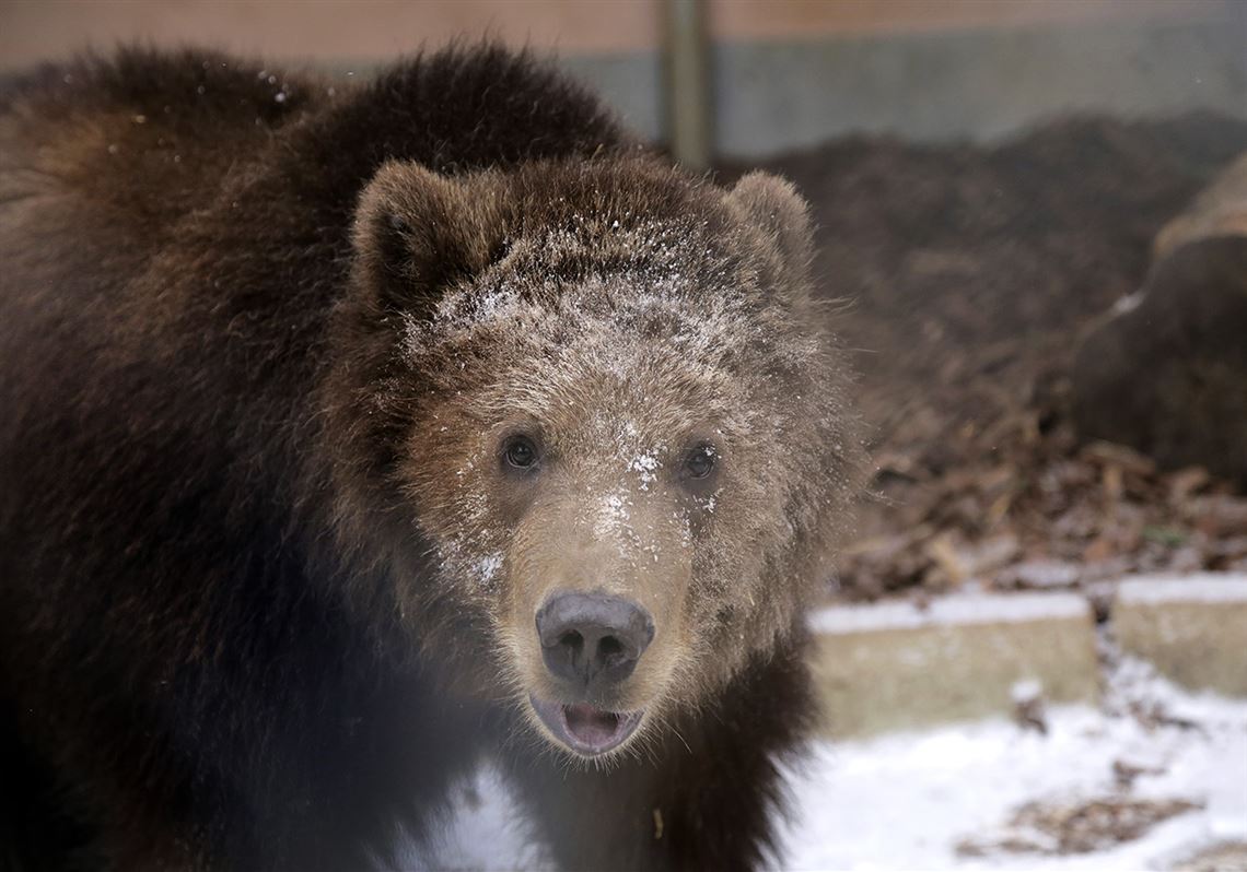 Zoo takes in orphaned brown bear cub from Alaska