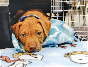 Liam rests between his attempts to walk for the students. He ap­pears to be what is called a ‘swim­mer puppy,’ char­ac­ter­ized by weak leg mus­cles that pre­vent stand­ing and walk­ing.