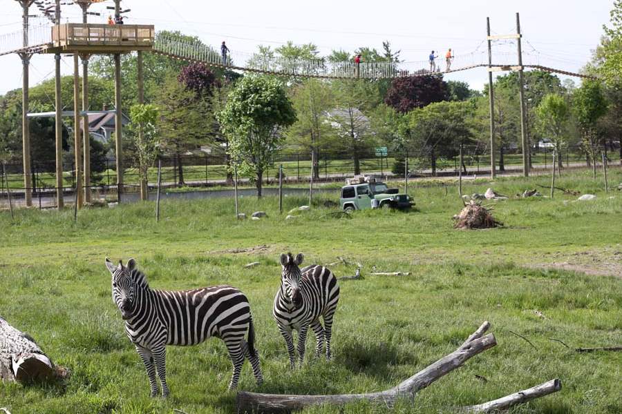 Toledo Zoo unveils zipline over Africa exhibit The Blade