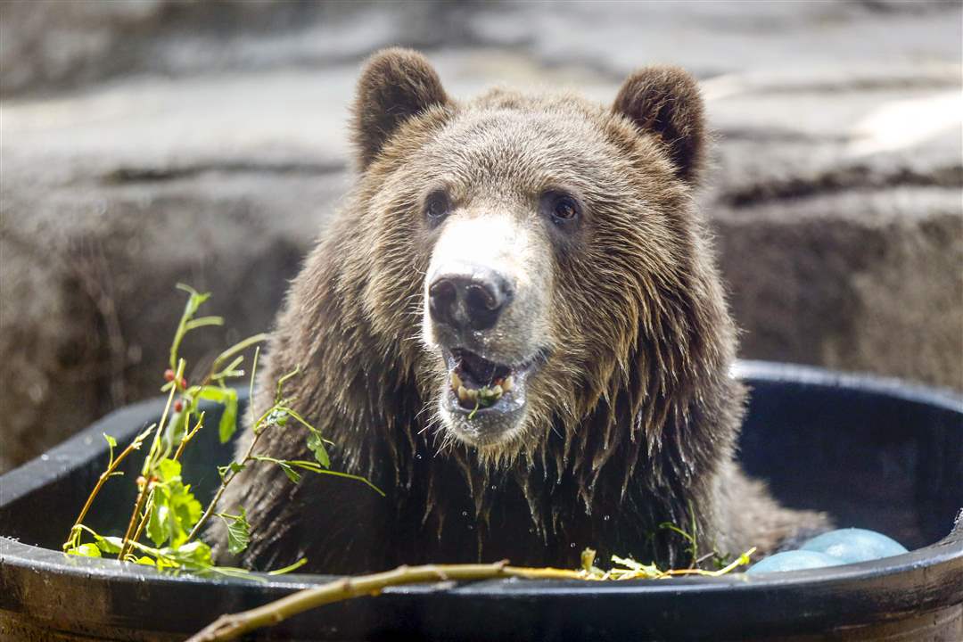 Brown bears at Toledo Zoo The Blade