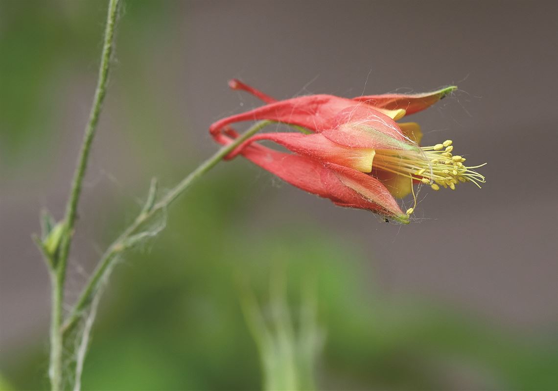 Matchmaking services columbine colorado