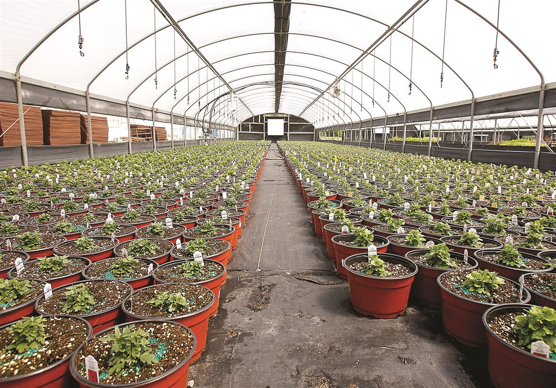 How to Plant Year-Round in Your Greenhouse – Nova Greenhouses, image size:1140x797