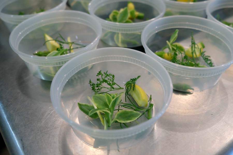 FEA-bocuse19-micro-squash-zucchini-leaves-lettuce