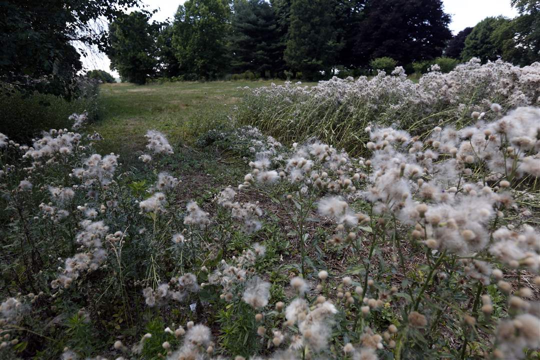 Overgrown-plants-7-18