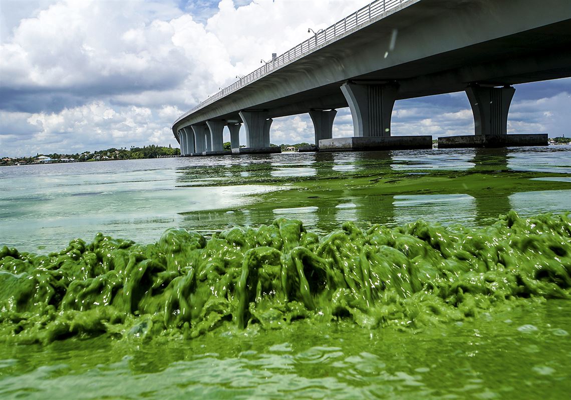 Lake Erie, S. Florida algae crises share common toxins and causes