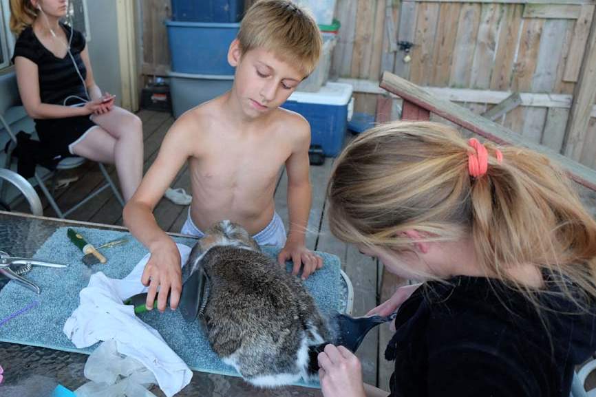MAG-4-H24p-Antall-and-Marissa-Rollman-groom-rabbit
