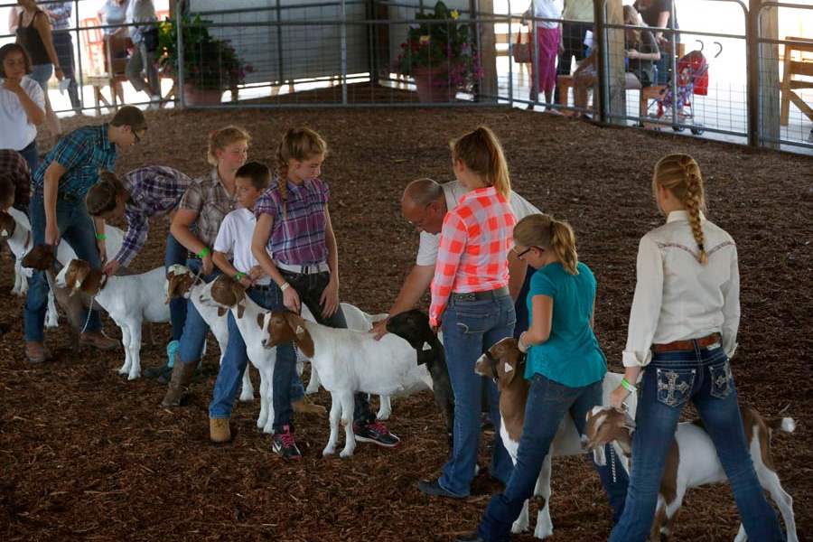 MAG-4-H24p-Marissa-Rollman-and-Destiny-Rollman-show-goats