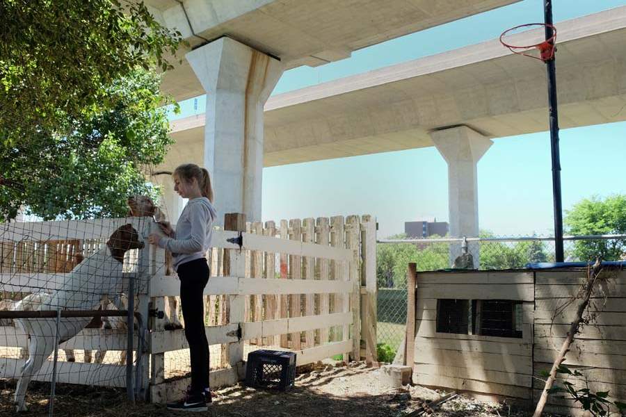 MAG-4-H24p-Marissa-Rollman-and-goats
