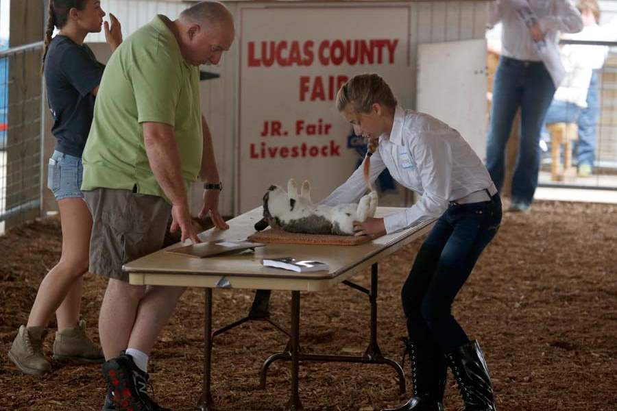 MAG-4-H24p-judge-examines-Marissa-Rollman-s-rabbit