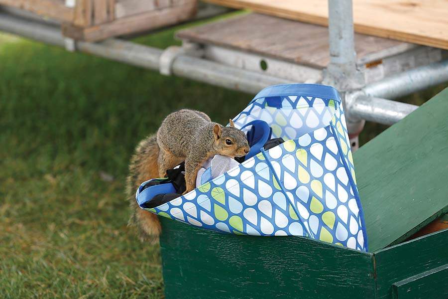 SPT-marathonclassic17p-squirrel