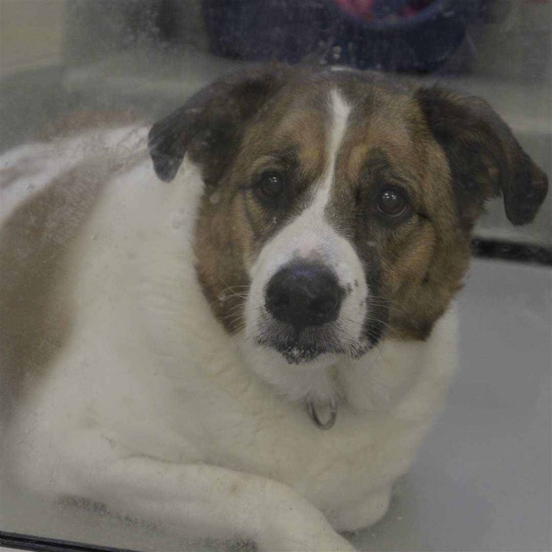 CTY-icecream25-ginger