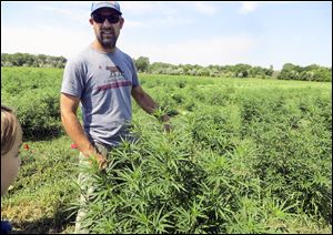 Will Cabaniss shows the crop on his 20-acre hemp farm near Pueblo, Colo. Grow­ing hemp was il­le­gal from 1937 un­til 2014 be­cause it can be ma­nip­u­lated to en­hance a psy­cho­ac­tive chem­i­cal in its flow­ers, called THC, to pro­duce mar­i­juana. Now, farmers cultivating hemp face a dearth of research on everything from ideal growing conditions to market uses.