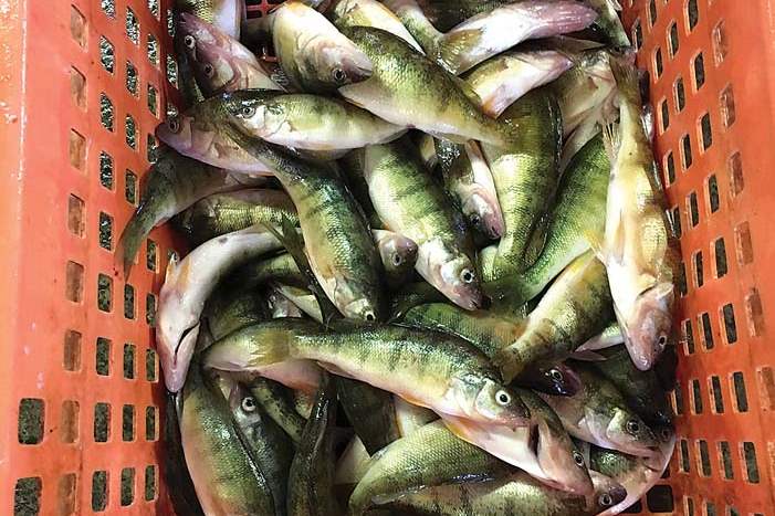 CIC-MendelFISH-jpg-Phil-Mendel