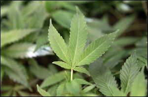 Gibsonburg will host northwest Ohio’s only large medical marijuana grow site. 