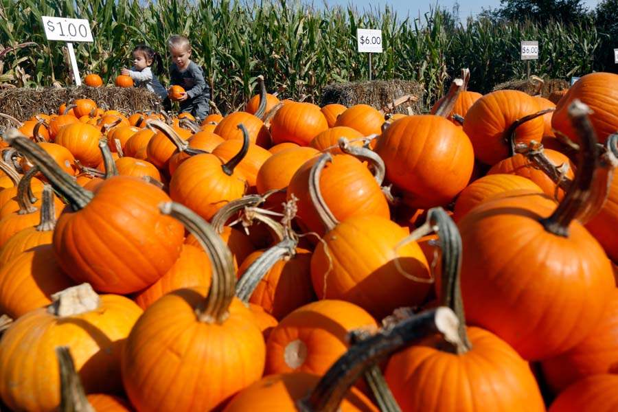 FEA-pumpkin-patch-Alexandria-Wenzke