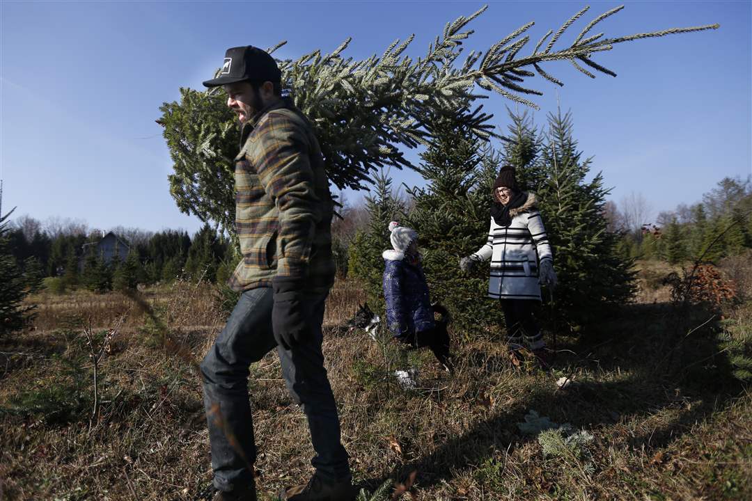 CTY-trees27pKleinsmith