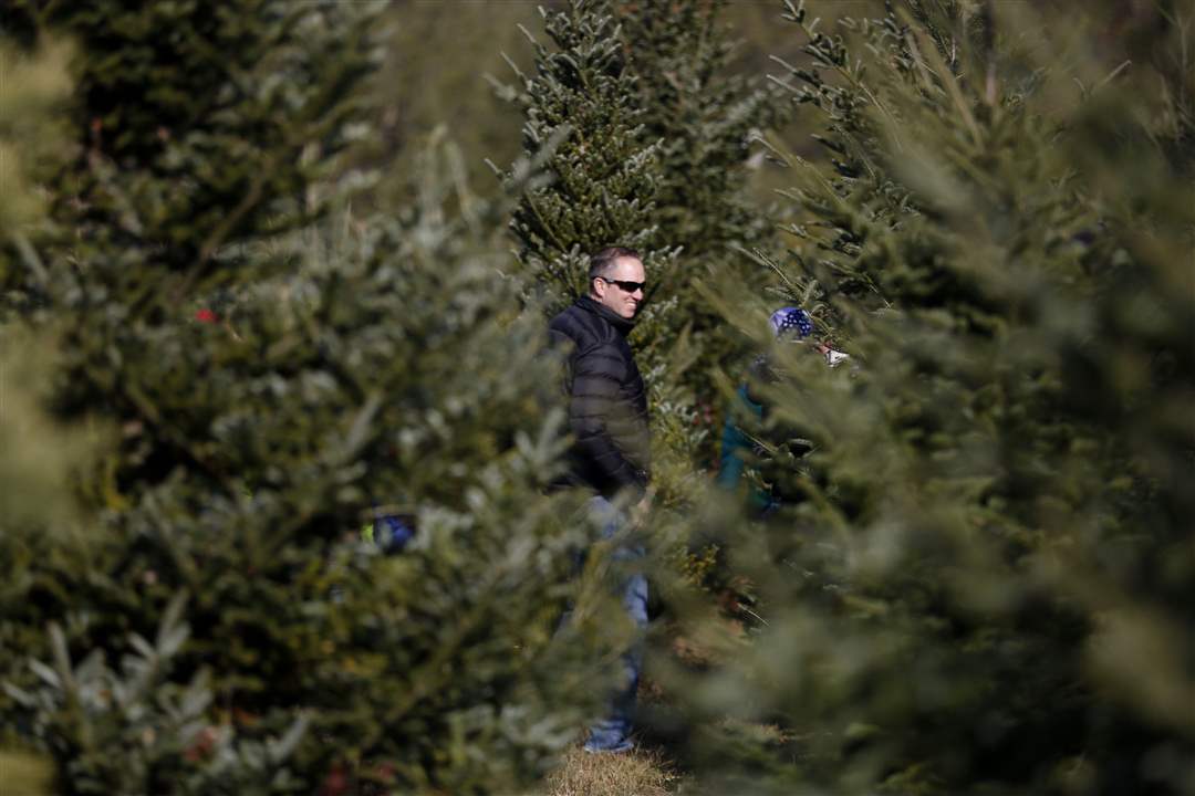 CTY-trees27pberinger