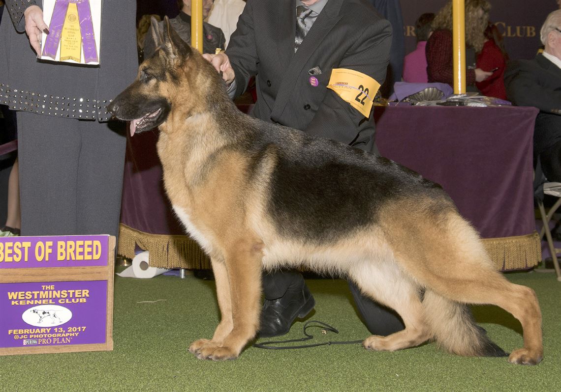 westminster dog show german shepherd