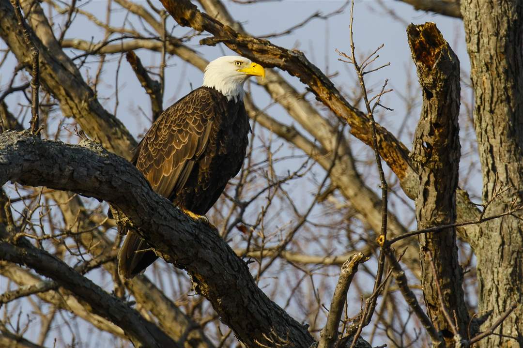 rov-eagle