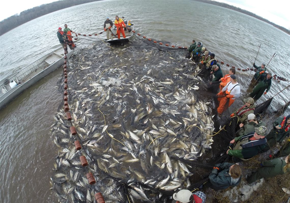 Government agencies and commercial fishers removed 96,000 pounds of Asian carp in two weeks on a backwater lake on the upper Illinois River near Morris, Ill.