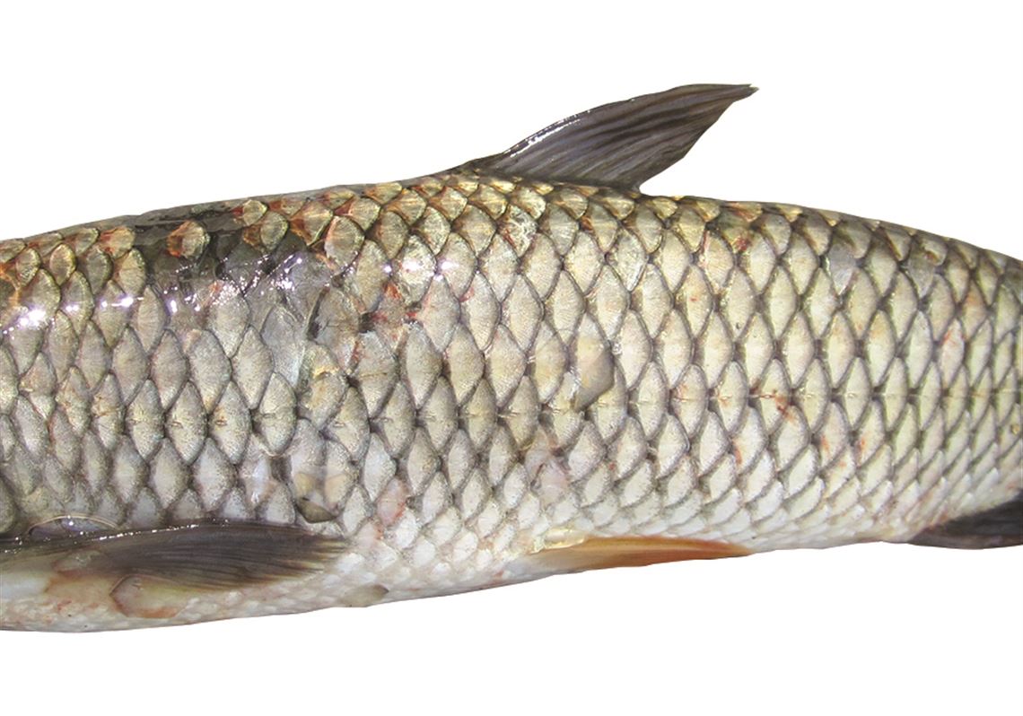 Efforts to deter grass carp from spawning to be discussed