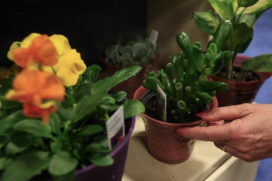 garden safe home improvement & tools