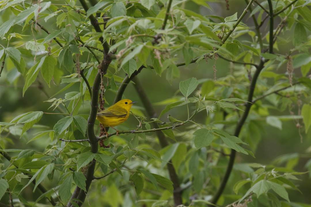 ROV-warblers-10