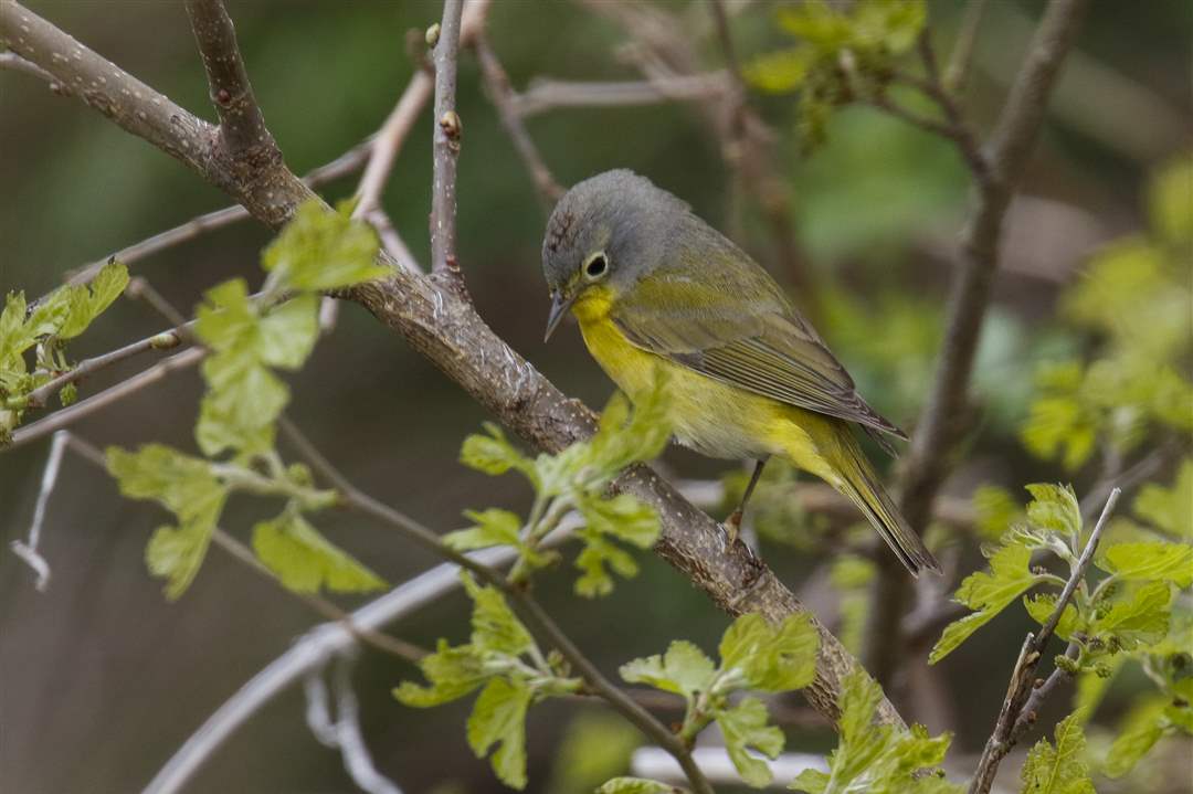 ROV-warblersNashville