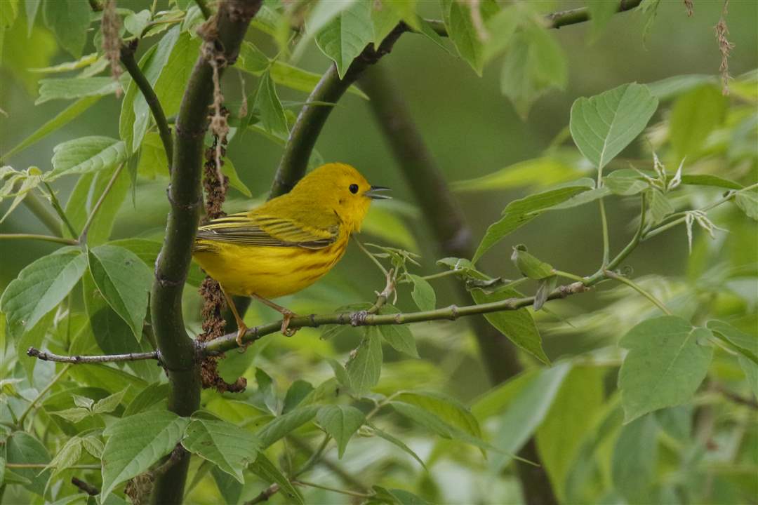 ROV-warblers-4