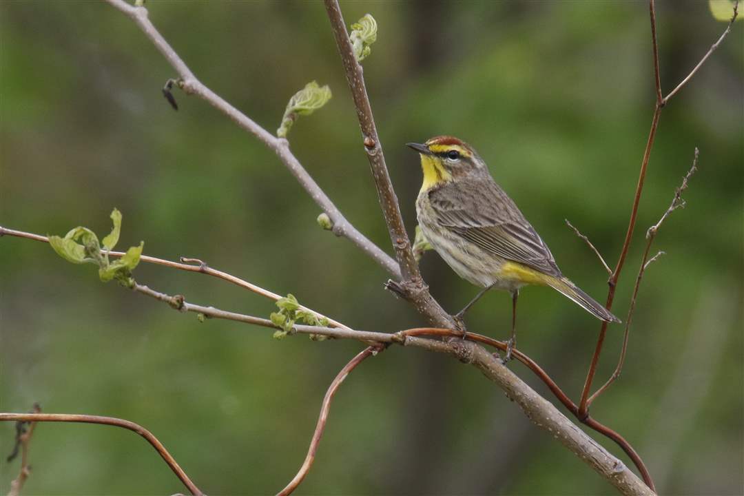 ROV-warblers-6