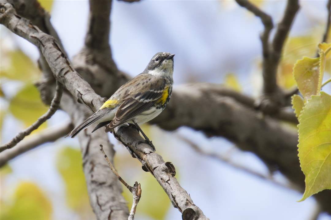 ROV-warblers-9