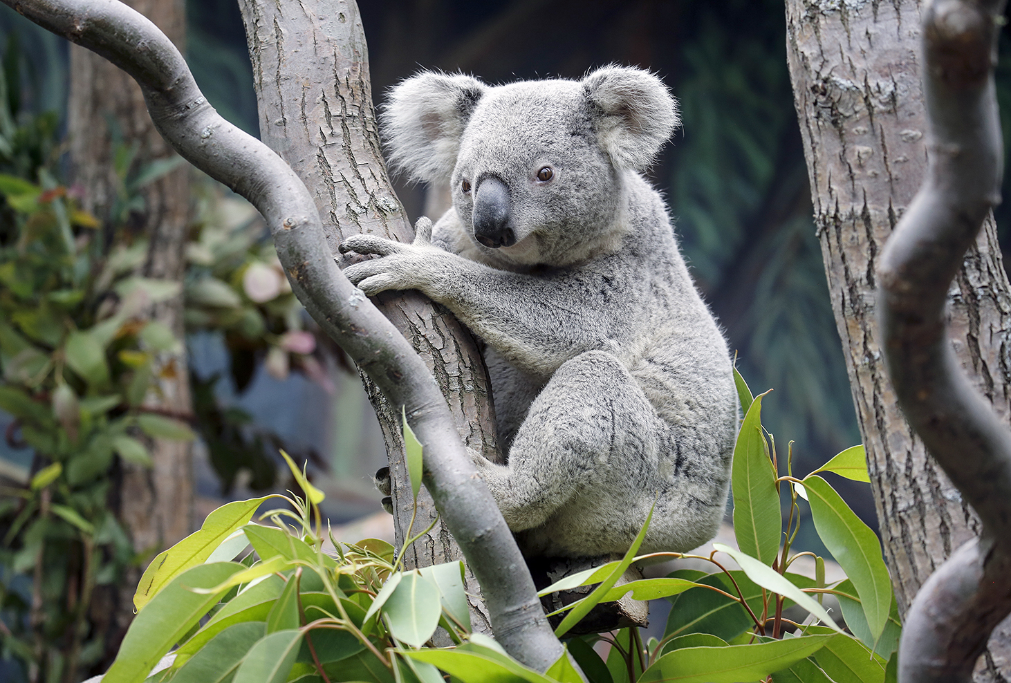 Макака коалу. Коала. Коала на бамбуке. Коала самец. Животное похожее на коалу.