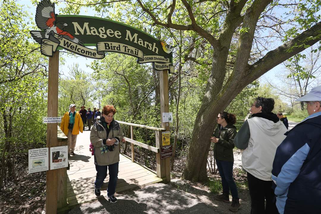 Birders at Magee Marsh The Blade