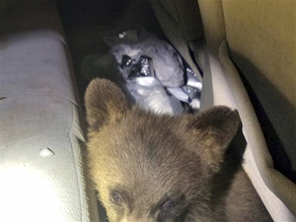 Driven by hunger: Police rescue bear cub trapped in car | The Blade