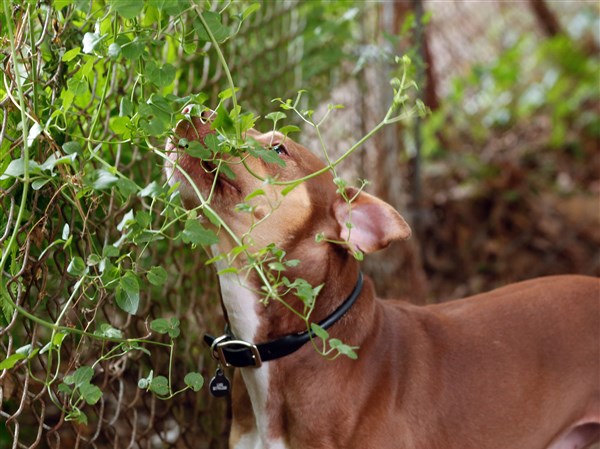 why does my puppy eat leaves