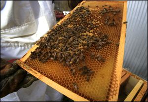 Honeybees swarm on a comb. More than 500 native species of bees hail from Ohio.