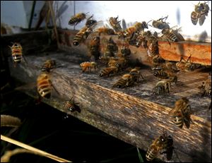 Bees swarm at one of James Case's beehives in Riga, Mich.