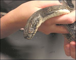 Sarah Bailey and closeup of a sick, lethargic Lake Erie water snake.
